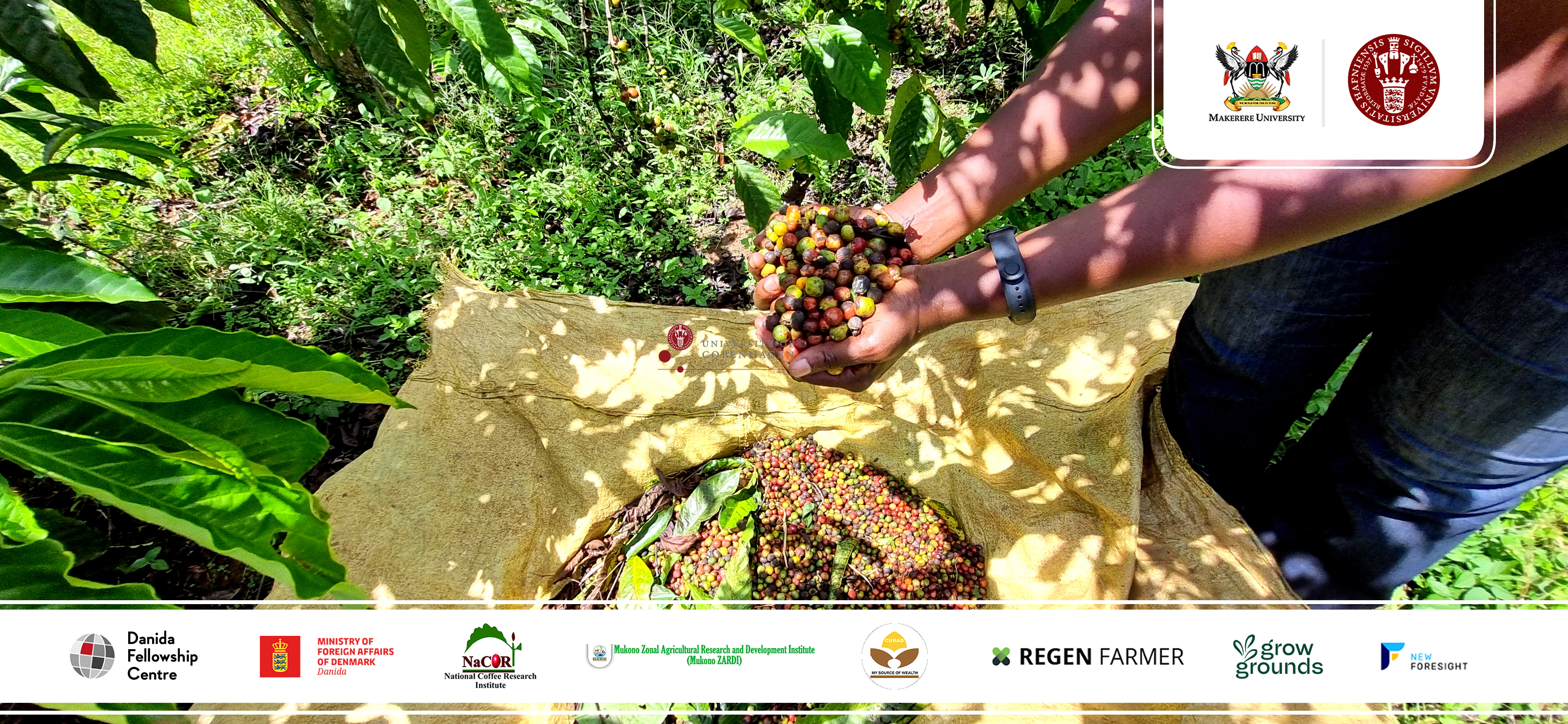 Rooted in Resilience: Uganda’s Coffee Farmers Grow Ahead