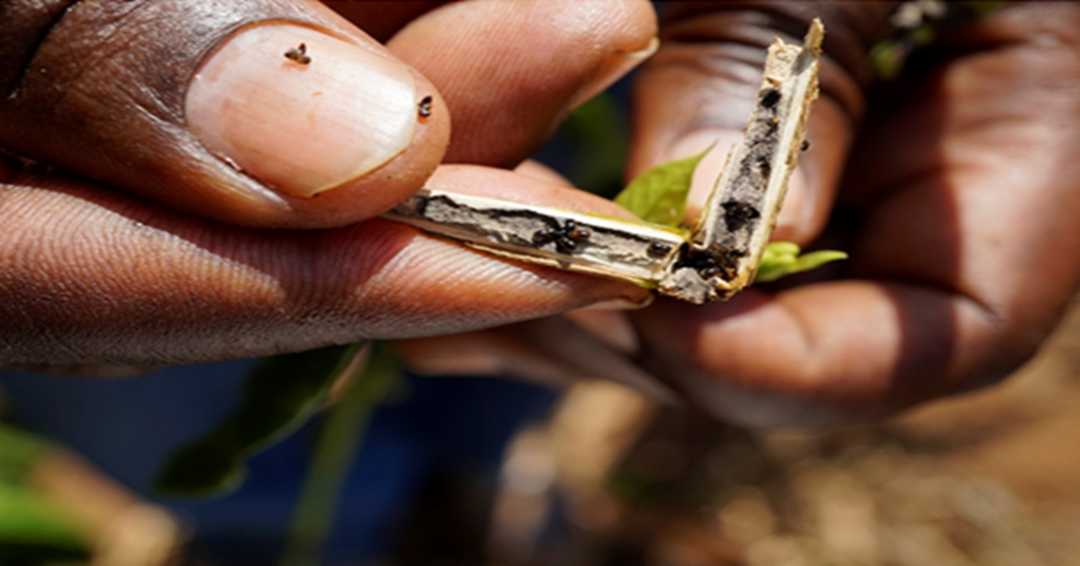 coffee-under-siege-climate-change-and-the-rising-threat-of-pests-in-uganda