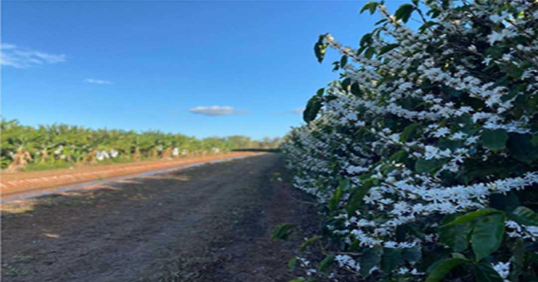 from-beans-to-branches-why-coffee’s-best-future-is-in-the-forest
